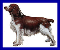 a well breed Welsh Springer Spaniel dog